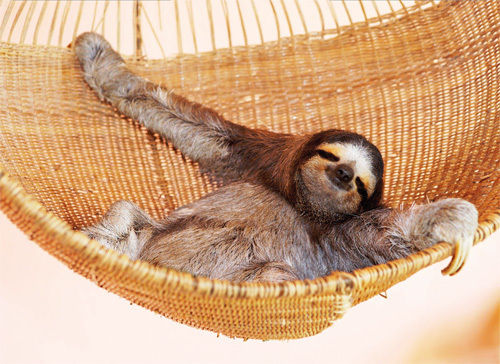 Source: https://az616578.vo.msecnd.net/files/2016/03/05/635927369789966125-1555831825_hammock%20sloth.jpg