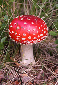 amanita_muscaria_fly_agaric