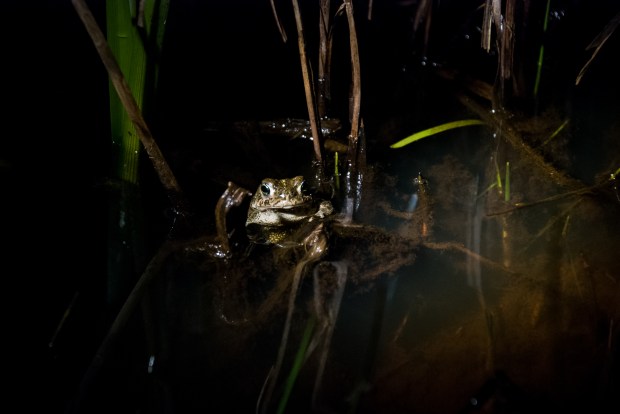 Natterjack Toad at RSPB Mersehead