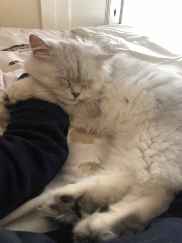 44255910_173633873569290_8179758089881255936_n