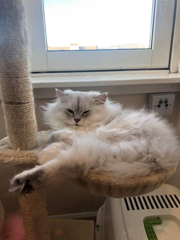 44273468_488757701530514_7642689214248648704_n