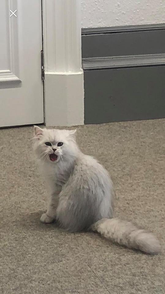 44308398_1919736438110316_6311960586187964416_n