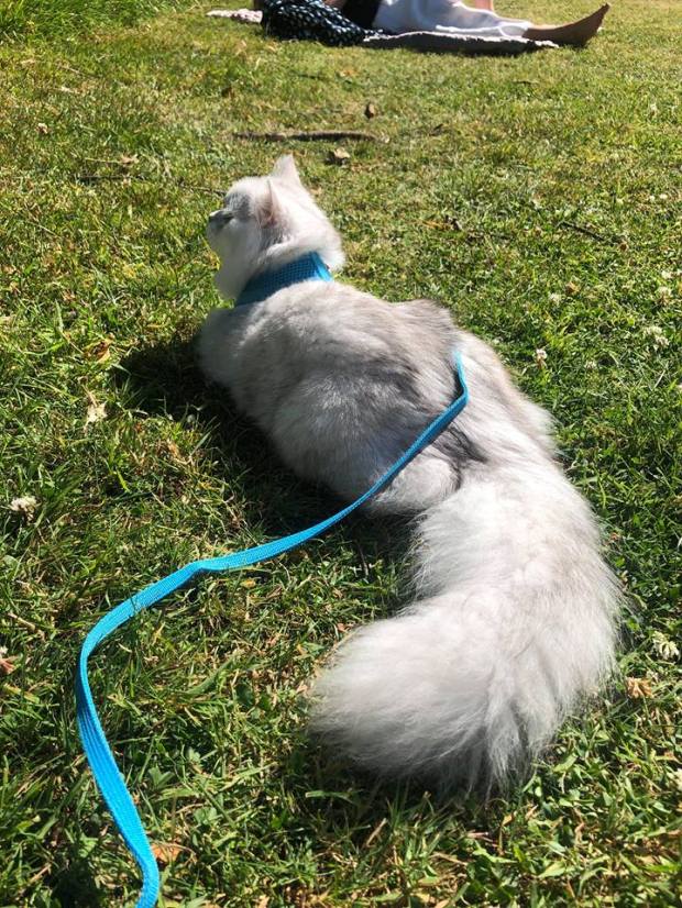 44337371_1985878111706419_7087524924138455040_n