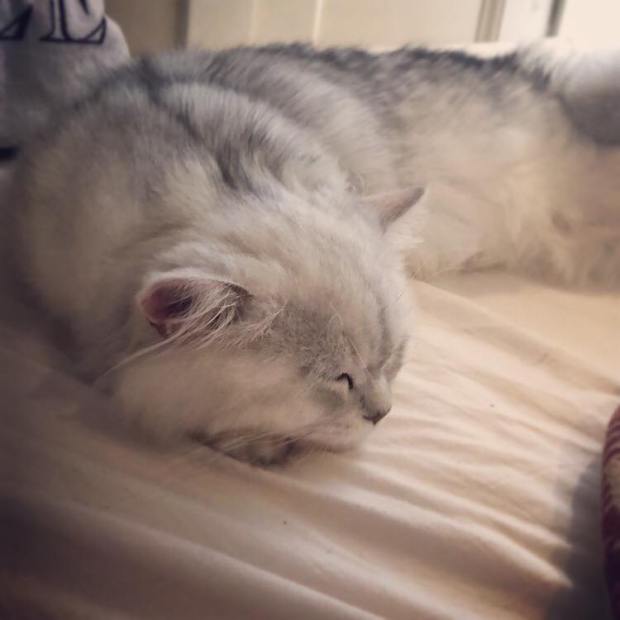 44359799_1943766929000136_6216627477746286592_n