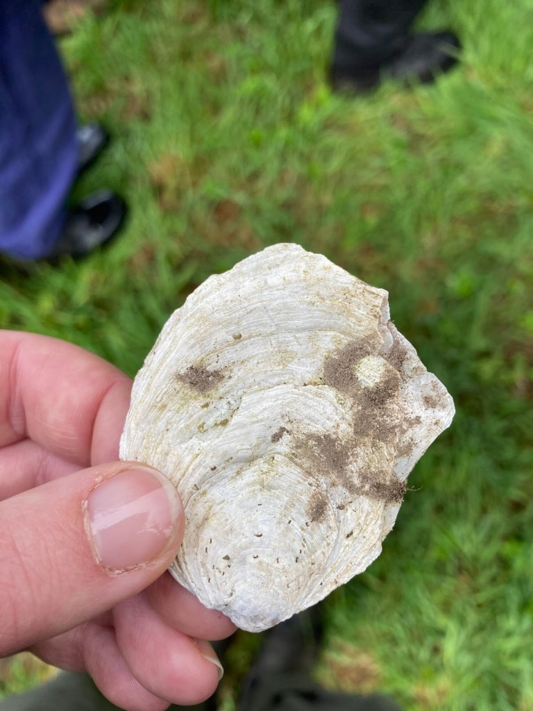 Shell fragments. Credit Alison Scott.