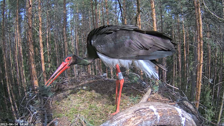 Still from footage recorded by the Estonian wildlife association Kotkalubi in a black stork’s nest. During Foley sessions, we recorded soundtrack to the footage using our voices and objects. Credit: Marta Kucza.