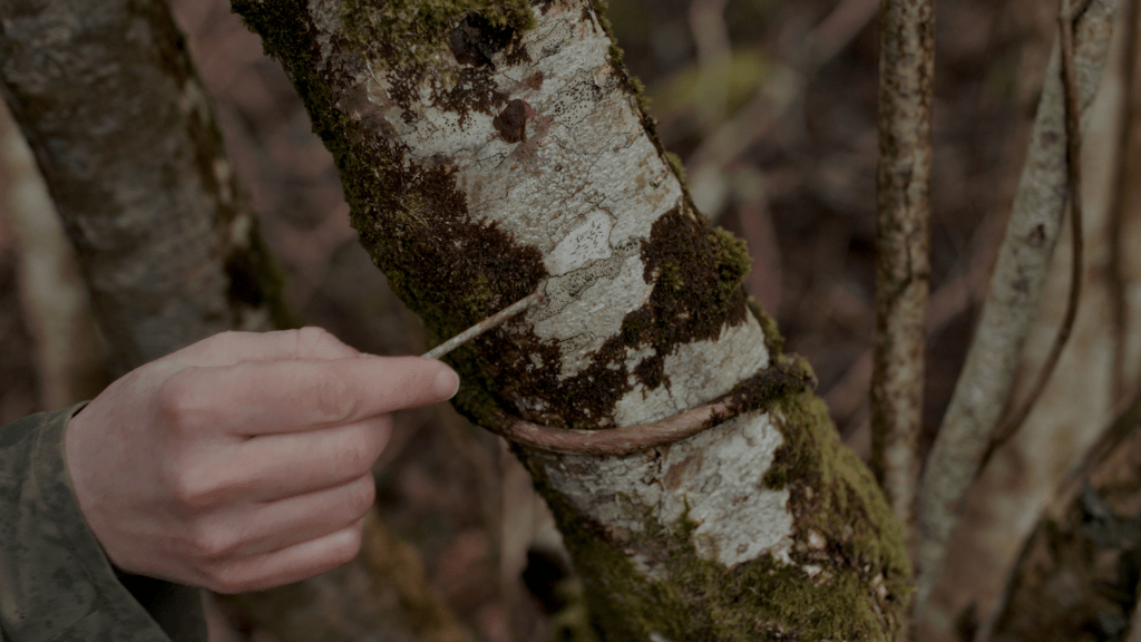 Still from Congenial Soils and Favourable Situations, Rachel McBrinn and Alison Scott (2022). 